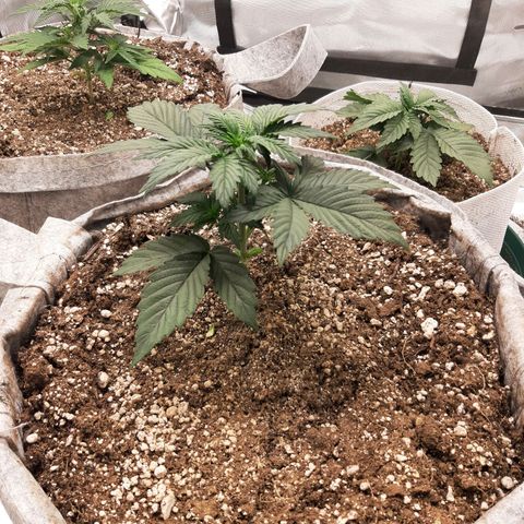 CDLC x Sour stomper x Skywalker  growlog timeline photo