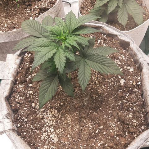 CDLC x Sour stomper x Skywalker  growlog timeline photo