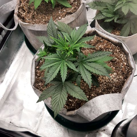 CDLC x Sour stomper x Skywalker  growlog timeline photo