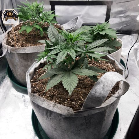 CDLC x Sour stomper x Skywalker  growlog timeline photo