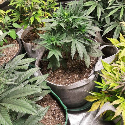 CDLC x Sour stomper x Skywalker  growlog timeline photo