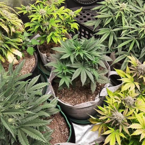 CDLC x Sour stomper x Skywalker  growlog timeline photo