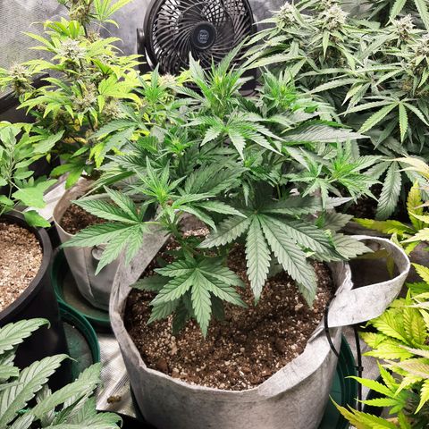CDLC x Sour stomper x Skywalker  growlog timeline photo