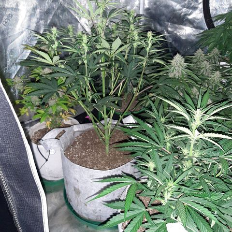 CDLC x Sour stomper x Skywalker  growlog timeline photo