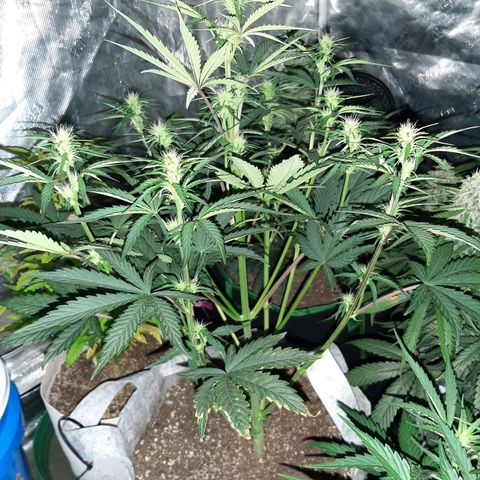 CDLC x Sour stomper x Skywalker  growlog timeline photo