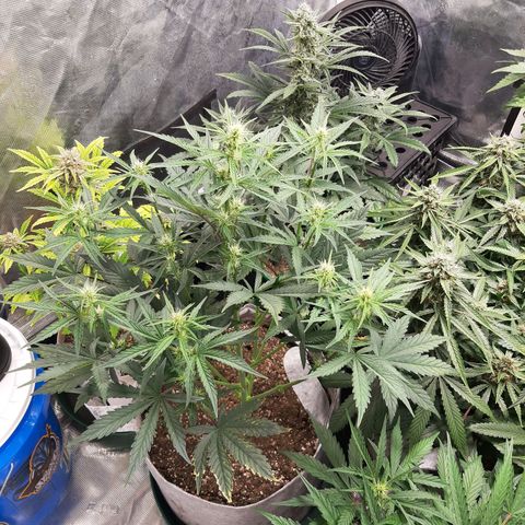 CDLC x Sour stomper x Skywalker  growlog timeline photo