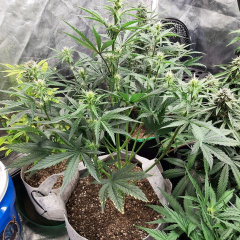 CDLC x Sour stomper x Skywalker  growlog timeline photo