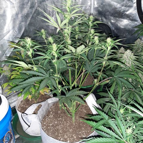 CDLC x Sour stomper x Skywalker  growlog timeline photo