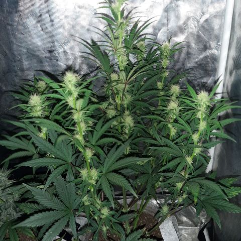 CDLC x Sour stomper x Skywalker  growlog timeline photo