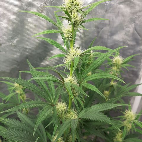 CDLC x Sour stomper x Skywalker  growlog timeline photo