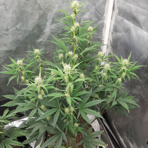 CDLC x Sour stomper x Skywalker  growlog timeline photo