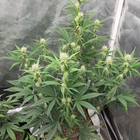 CDLC x Sour stomper x Skywalker  growlog timeline photo