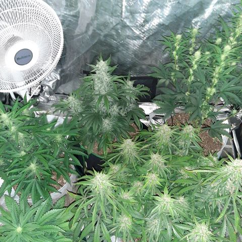 CDLC x Sour stomper x Skywalker  growlog timeline photo