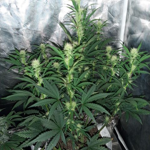 CDLC x Sour stomper x Skywalker  growlog timeline photo