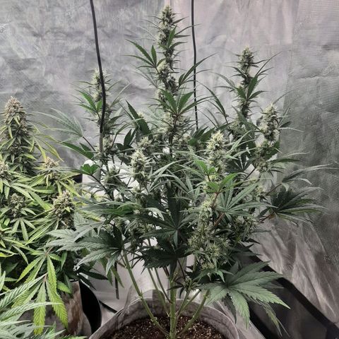 CDLC x Sour stomper x Skywalker  growlog timeline photo