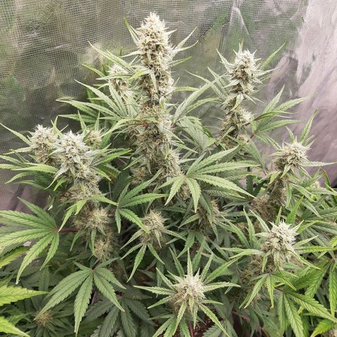 CDLC x Sour stomper x Skywalker  growlog timeline photo