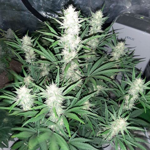 CDLC x Sour stomper x Skywalker  growlog timeline photo