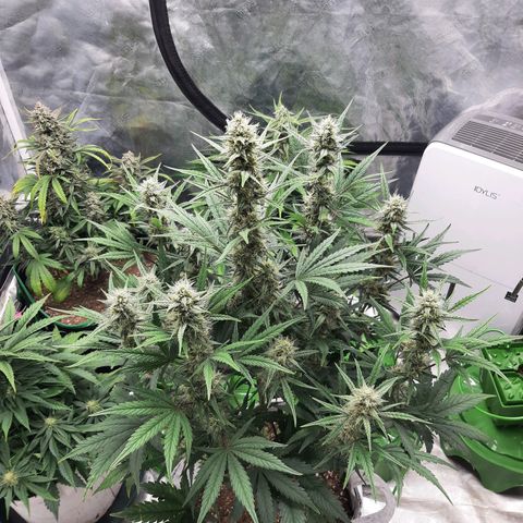 CDLC x Sour stomper x Skywalker  growlog timeline photo