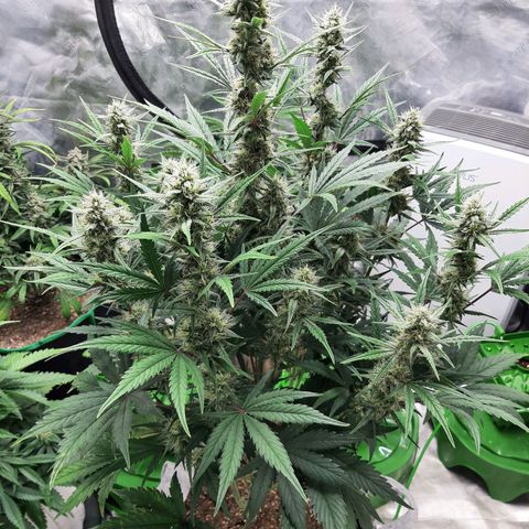 CDLC x Sour stomper x Skywalker  growlog timeline photo