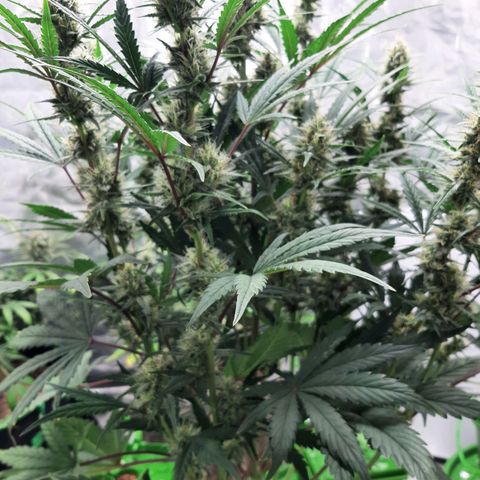 CDLC x Sour stomper x Skywalker  growlog timeline photo