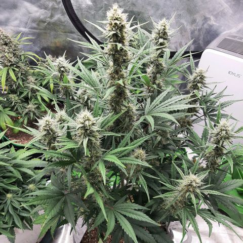 CDLC x Sour stomper x Skywalker  growlog timeline photo