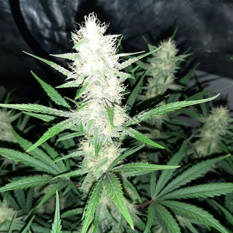 CDLC x Sour stomper x Skywalker  growlog timeline photo