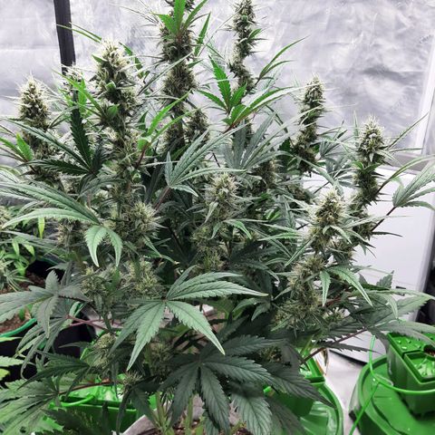 CDLC x Sour stomper x Skywalker  growlog timeline photo