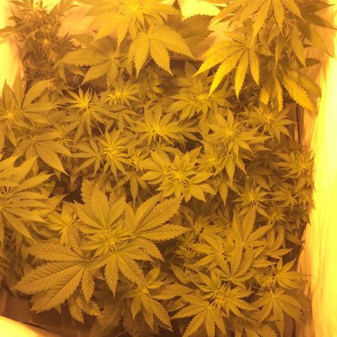 Amnesia Auto #1 growlog timeline photo