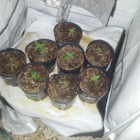 Amnesia Auto #1 growlog timeline photo