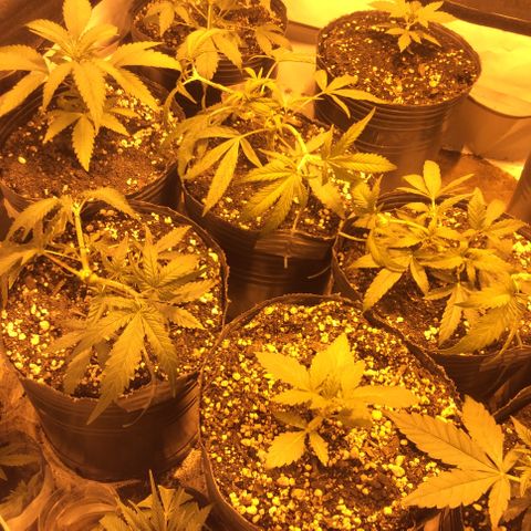 Amnesia Auto #1 growlog timeline photo