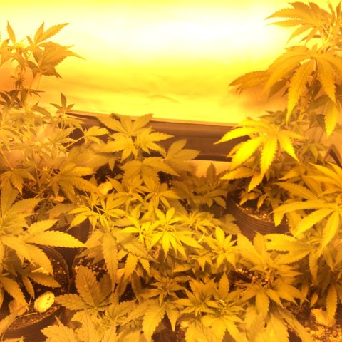 Amnesia Auto #1 growlog timeline photo