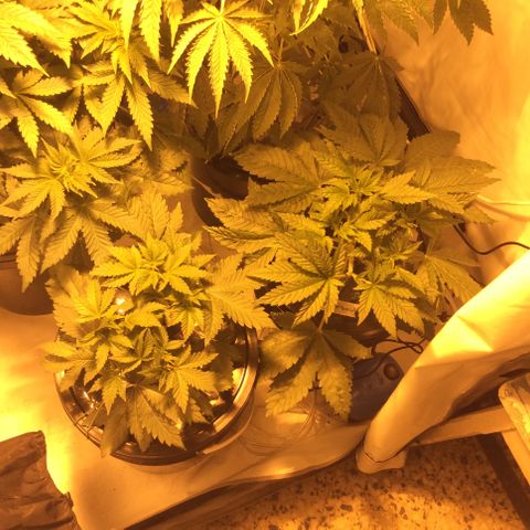 Amnesia Auto #1 growlog timeline photo