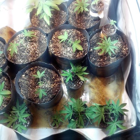 Amnesia Auto #1 growlog timeline photo