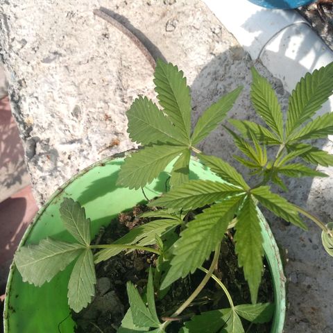 Indica Diablo growlog timeline photo