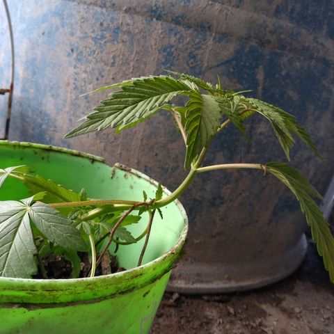 Indica Diablo growlog timeline photo
