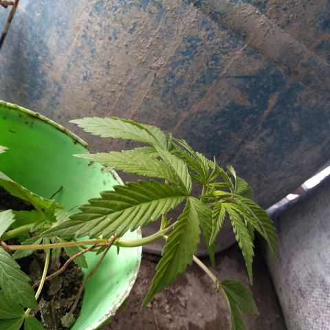 Indica Diablo growlog timeline photo