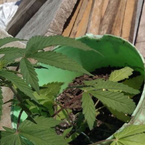 Indica Diablo growlog timeline photo