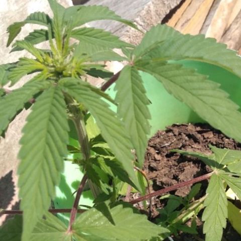 Indica Diablo growlog timeline photo