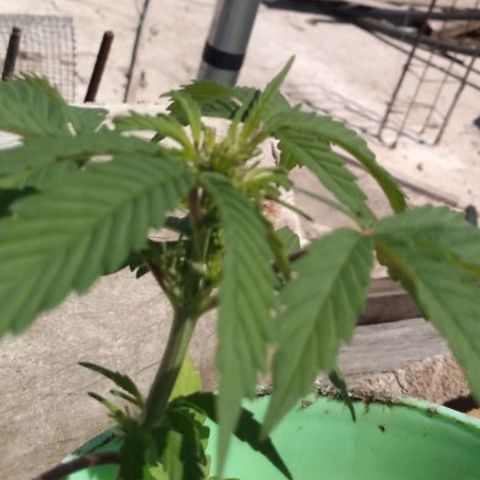 Indica Diablo growlog timeline photo