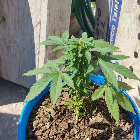 Indica Diablo growlog timeline photo