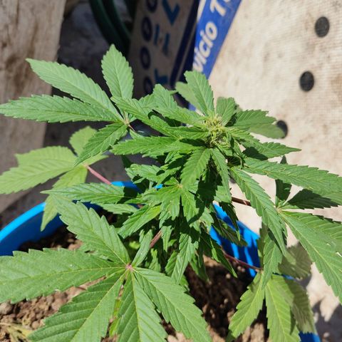 Indica Diablo growlog timeline photo