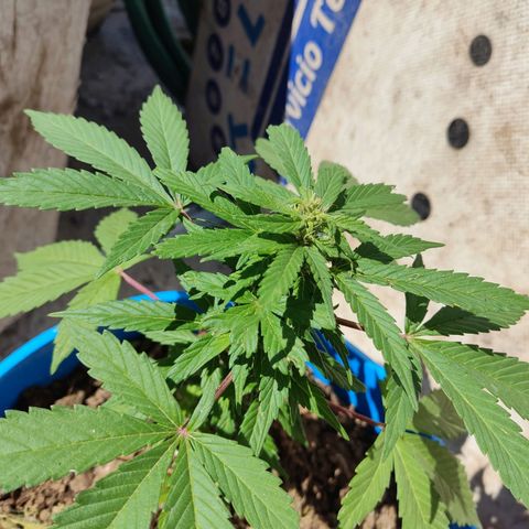 Indica Diablo growlog timeline photo