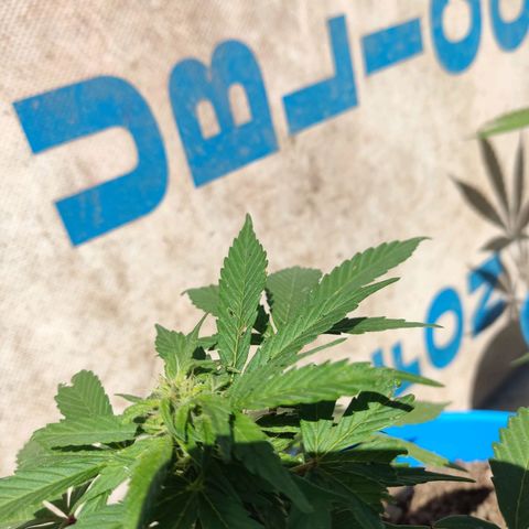Indica Diablo growlog timeline photo