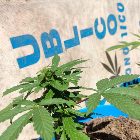 Indica Diablo growlog timeline photo