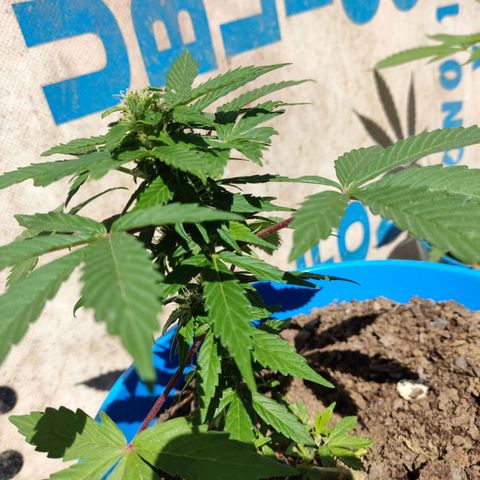 Indica Diablo growlog timeline photo