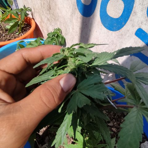 Indica Diablo growlog timeline photo