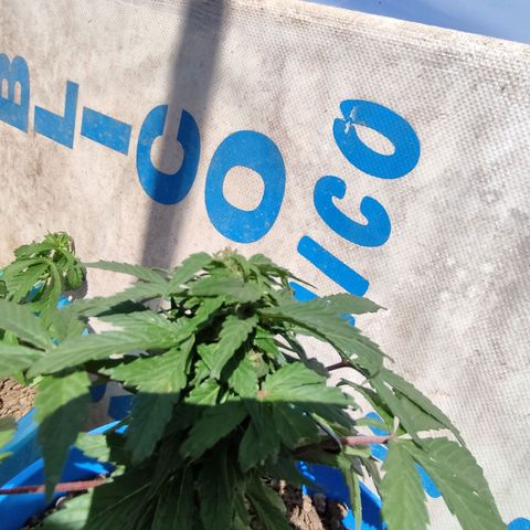 Indica Diablo growlog timeline photo