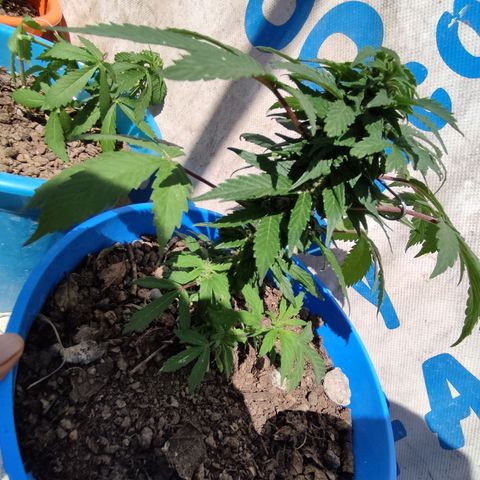 Indica Diablo growlog timeline photo