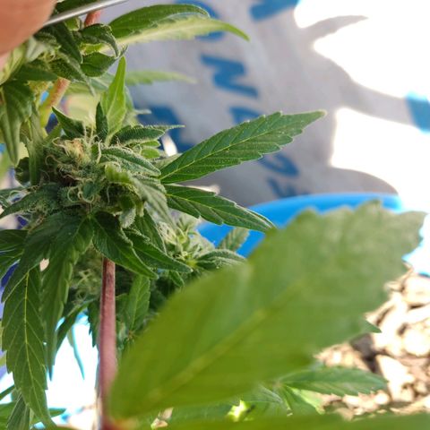 Indica Diablo growlog timeline photo