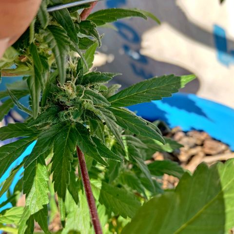 Indica Diablo growlog timeline photo